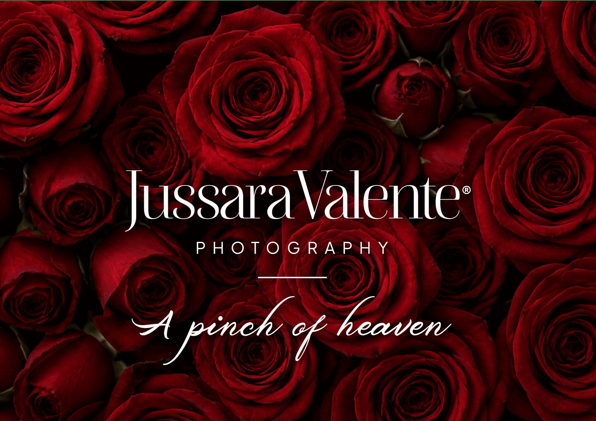 Logótipo Jussara Valente Photography e a frase A pinch of heaven sobre rosas vermelhas
